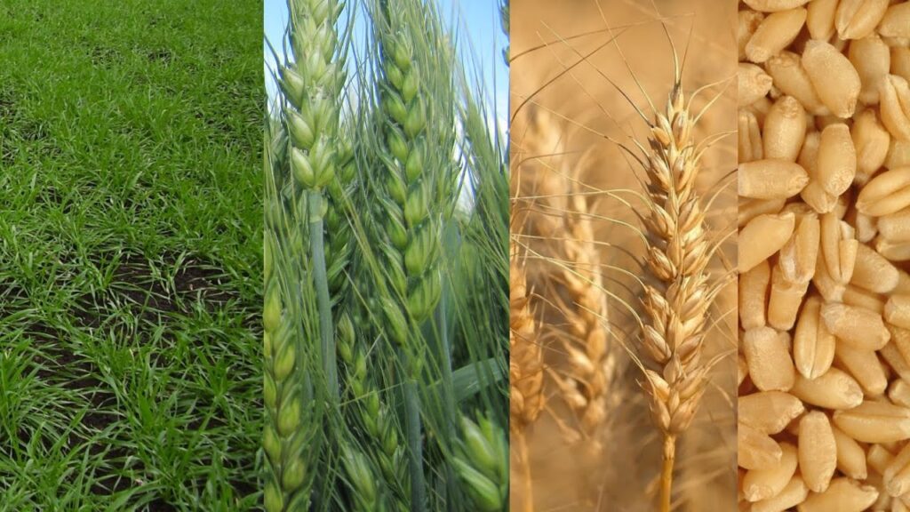 Durum wheat