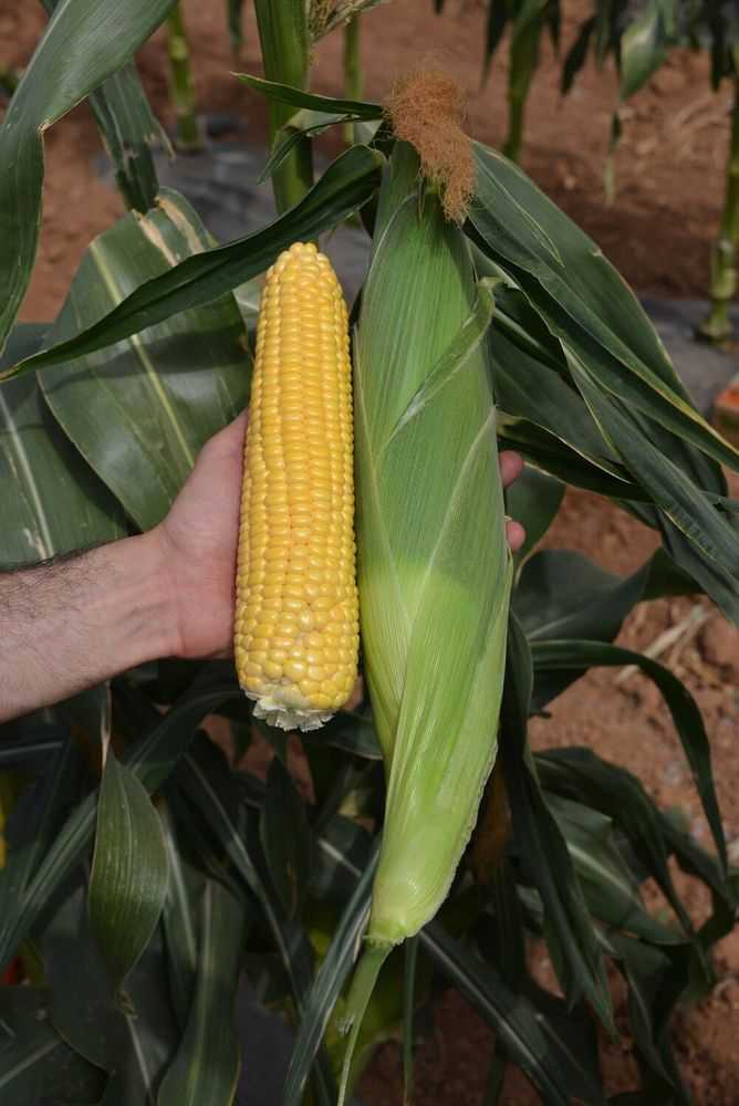 How to fertilize corn?