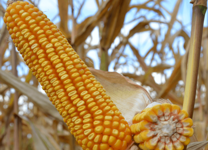 EC RANWAY corn seeds, FAO 260 buy, price in Ukraine | Agrimatko