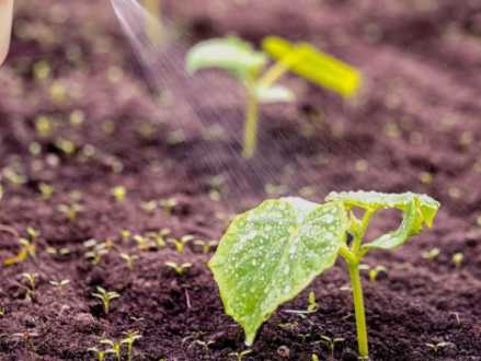 мікродобрива та як працюють -1