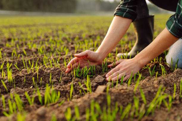 Ошибки весеннего посева -1